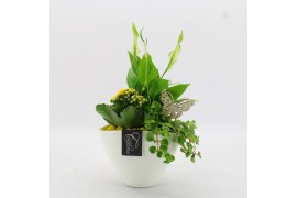 Arrangementen kamerplanten BACR-2510G Basic fundamentals 3 pp