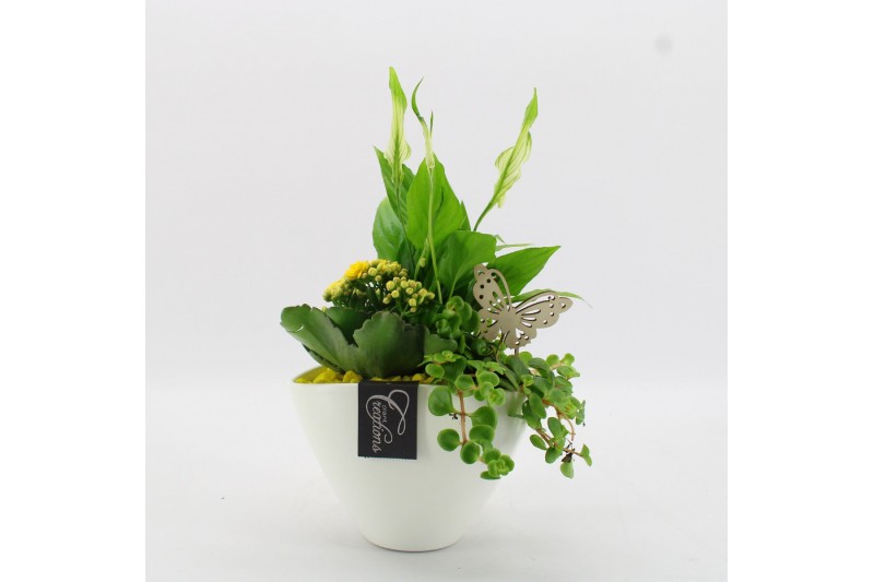 Arrangementen kamerplanten BACR-2510G Basic fundamentals 3 pp 