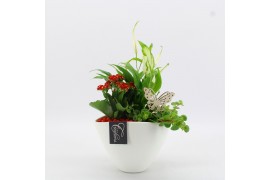 Arrangementen kamerplanten BACR-2510R Basic fundamentals 3 pp