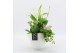 Arrangementen kamerplanten BACR-2510GR Basic fundamentals 3 pp 