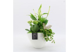 Arrangementen kamerplanten BACR-2510GR Basic fundamentals 3 pp