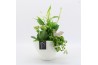 Arrangementen kamerplanten BACR-2510GR Basic fundamentals 3 pp