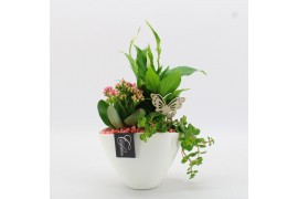 Arrangementen kamerplanten BACR-2510RZ Basic fundamentals 3 pp