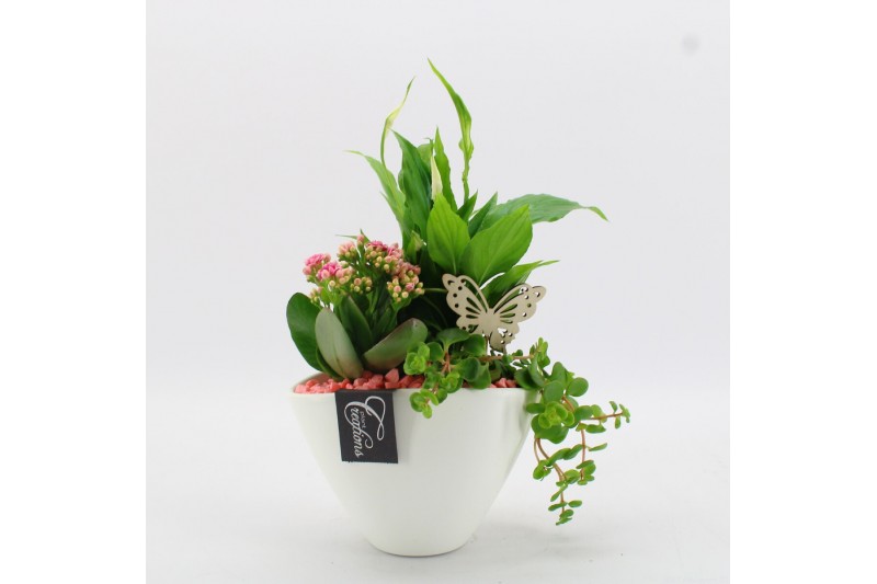 Arrangementen kamerplanten BACR-2510RZ Basic fundamentals 3 pp 