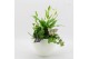 Arrangementen kamerplanten BACR-2510W Basic fundamentals 3 pp 