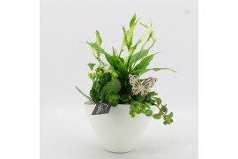 Arrangementen kamerplanten BACR-2510W Basic fundamentals 3 pp