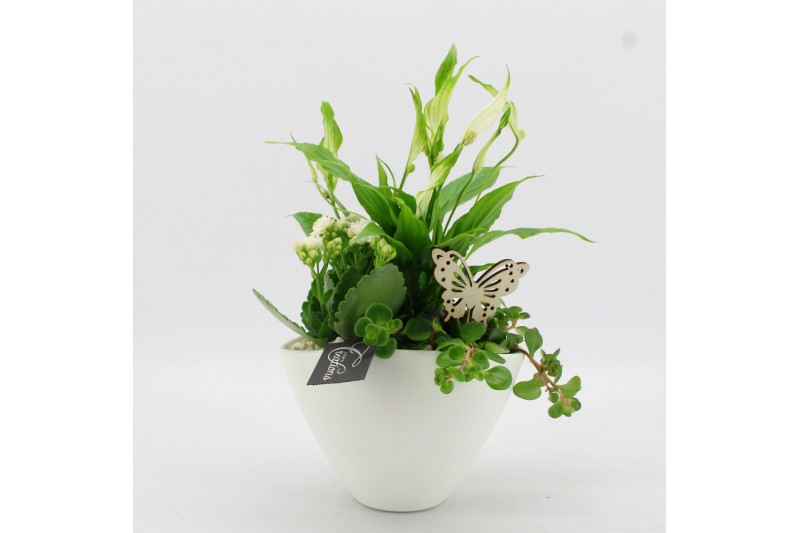 Arrangementen kamerplanten BACR-2510W Basic fundamentals 3 pp 