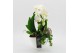 Phalaenopsis PHAL-2526 Phalaenopsis creatie 2 pp 