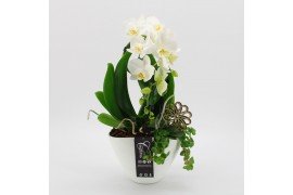 Phalaenopsis PHAL-2526 Phalaenopsis creatie 2 pp