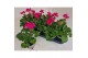 Pelargonium pelfi tango violet - Lila 
