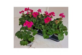 Pelargonium pelfi tango violet - Lila