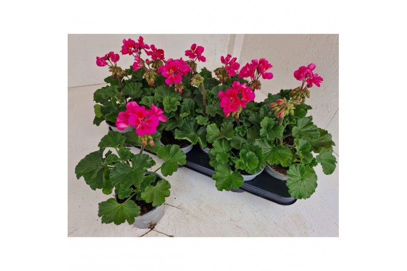 Pelargonium pelfi tango violet - Lila 
