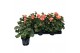 Pelargonium toscana sil lisa - Zalm 