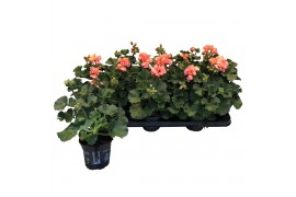 Pelargonium toscana sil lisa - Zalm
