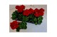 Pelargonium toscana bernd - Donker Rood 