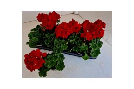 Pelargonium toscana bernd - Donker Rood