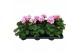 Pelargonium toscana sil linus - Licht Roze 