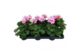 Pelargonium toscana sil linus - Licht Roze