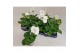 Pelargonium savannah white - Wit 