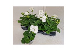 Pelargonium savannah white - Wit