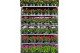 Pelargonium overig - Mix CC, Kleur per Laag 
