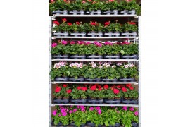 Pelargonium overig - Mix CC, Kleur per Laag