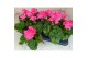 Pelargonium toscana hanna Zonale Benja - Roze 