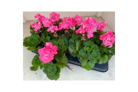Pelargonium toscana hanna Zonale Benja - Roze
