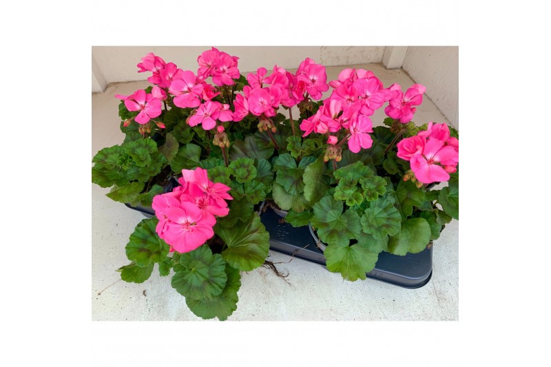 Pelargonium toscana hanna Zonale Benja - Roze Pelargonium toscana hanna Zonale Benja - Roze