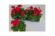 Pelargonium sil tammo - Rood 