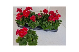 Pelargonium sil tammo - Rood