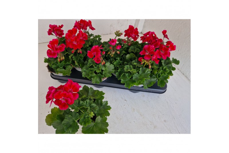 Pelargonium sil tammo - Rood 