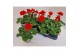 Pelargonium pelfi tango dark red zo - Donker Rood 