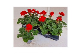 Pelargonium pelfi tango dark red zo - Donker Rood