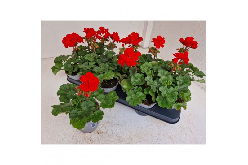 Pelargonium pelfi tango dark red zo - Donker Rood Pelargonium pelfi tango dark red zo - Donker Rood