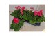 Pelargonium (pelt. x zon. grp) castello dm clai - Lila 