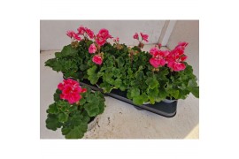 Pelargonium (pelt. x zon. grp) castello dm clai - Lila