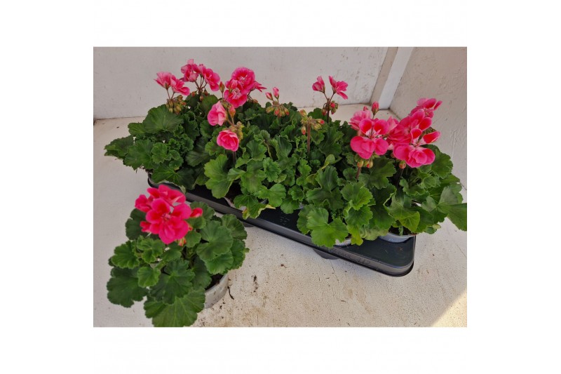Pelargonium (pelt. x zon. grp) castello dm clai - Lila Pelargonium (pelt. x zon. grp) castello dm clai - Lila