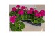 Pelargonium (pelt. x zon. grp) calliope lavende - Lavandel 