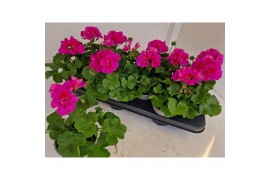 Pelargonium (pelt. x zon. grp) calliope lavende - Lavandel