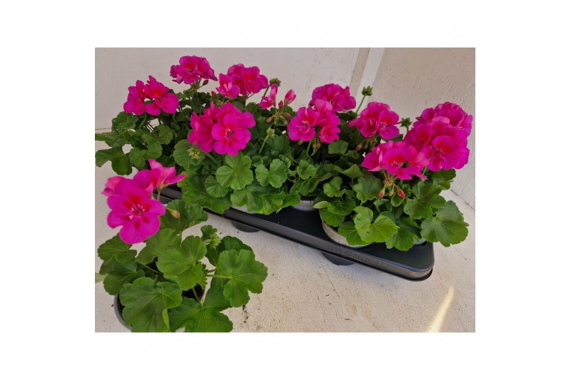 Pelargonium (pelt. x zon. grp) calliope lavende - Lavandel Pelargonium (pelt. x zon. grp) calliope lavende - Lavandel