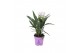 Curcuma alismatifolia siam sisto 