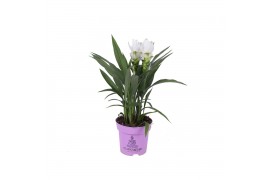 Curcuma alismatifolia siam sisto