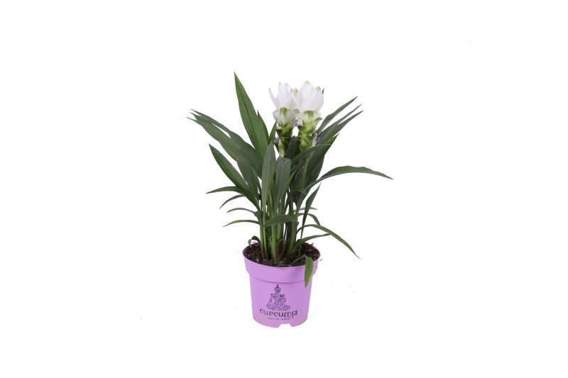 Curcuma alismatifolia siam sisto 