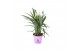 Curcuma alismatifolia siam sisto 