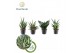 Sansevieria cylindrica mix kalahari 
