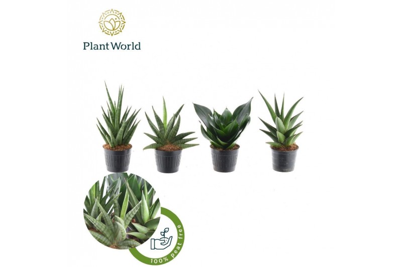 Sansevieria cylindrica mix kalahari 