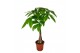 Pachira aquatica 
