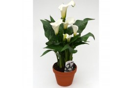 Zantedeschia siberia Terracotta pot