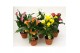 Zantedeschia mix 4 kleuren Terracotta pot 